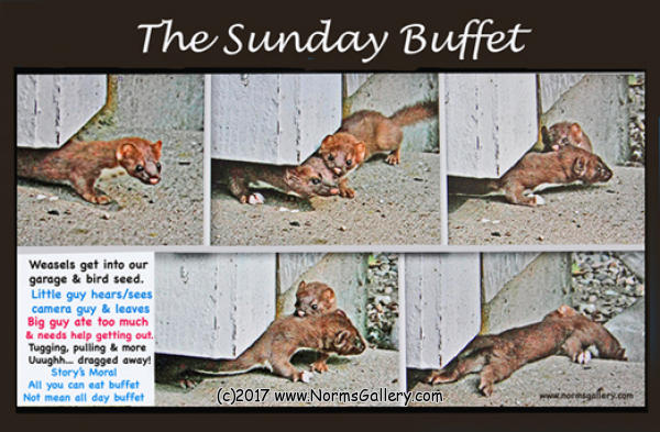 TheSunday Buffet (c)2017 www.NormsGallery.com
