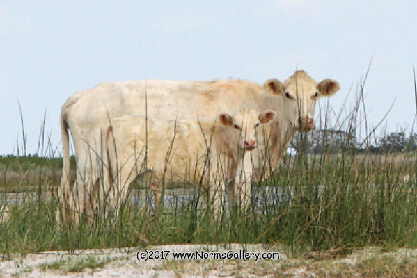 Cows are also survivors in wild. (c)2017 www.NormsGallery.com