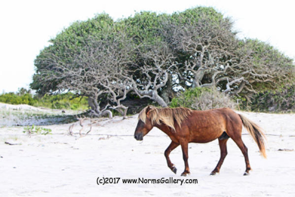 Coastal scrub & Wild Passerby. (c)2017 www.NormsGallery.com