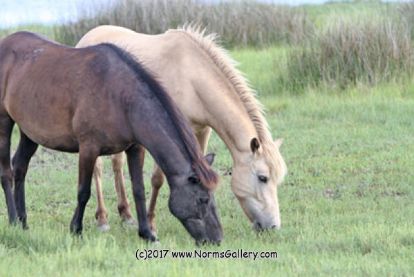 Dark and Buckskin take 'dinner'  (c)2017 www.NormsGallery.com