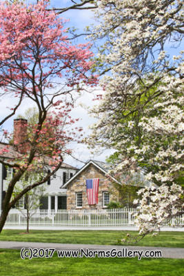 Dogwoods and a Patriot (c)2017 www.NormsGallery.com