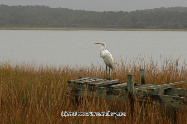 Egret on the creek  (c)2017 www.NormsGallery.com