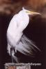 GreatEgret_100.jpg