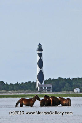 Cape Lookout and Banks Ponies (c)2017 www.NormsGallery.com