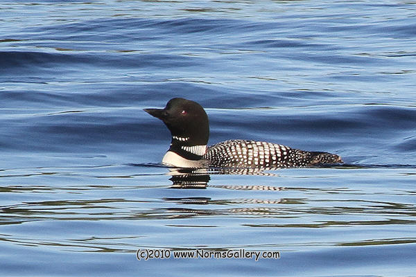 Loon (c)2017 www.NormsGallery.com