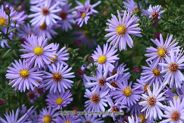 Michaelmas Daisies (c)2017 www.NormsGallery.com