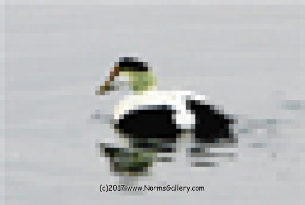 Common Eider Duck (c)2017 www.NormsGallery.com